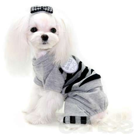 Фото: дизайнерская одежда для собак